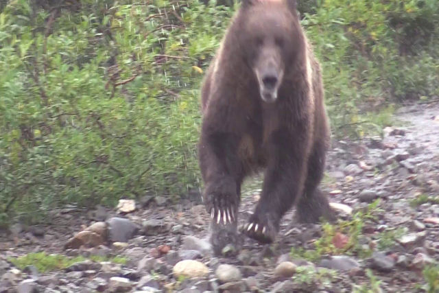 É impressionante a distância que um urso-pardo percorre em 15 segundos