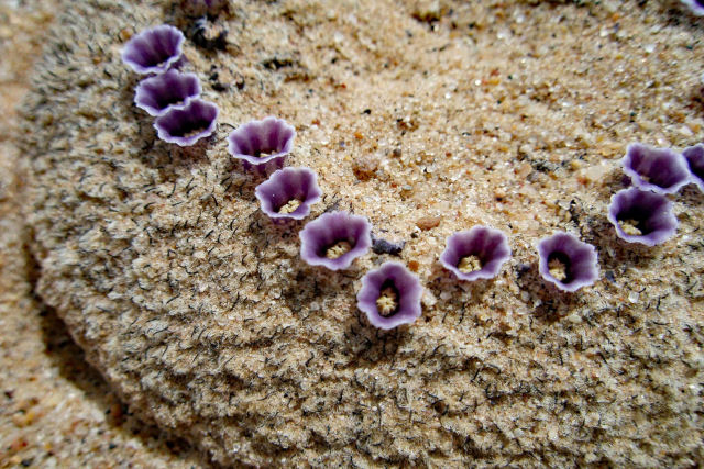 Comida-de-areia, uma planta estranha com uma florzinha linda
