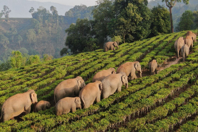 Manada de elefantes regressa a casa depois de mais de um ano vagando pela China