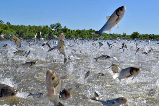 Para eliminar o peixes mais odiado da América estão usando choques e sons
