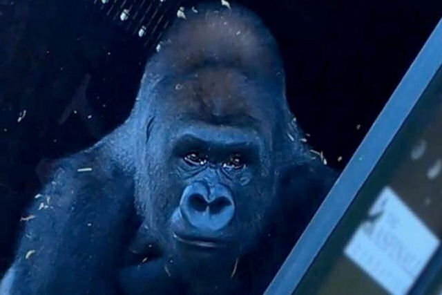 Após 13 anos, gorila criado em zoo enfim conhece a vida na natureza