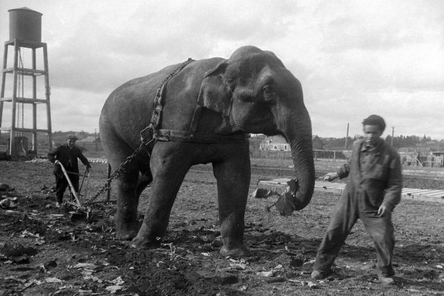 Quando os elefantes foram usados para ajudar no esforço de guerra