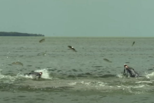 Imagens incríveis vistas de cima mostram golfinhos fazendo anéis de lama para capturar e caçar peixes