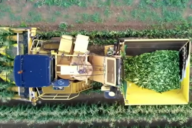 Veja todo o procedimento do milho verde, desde a plantação do grão até seu processamento