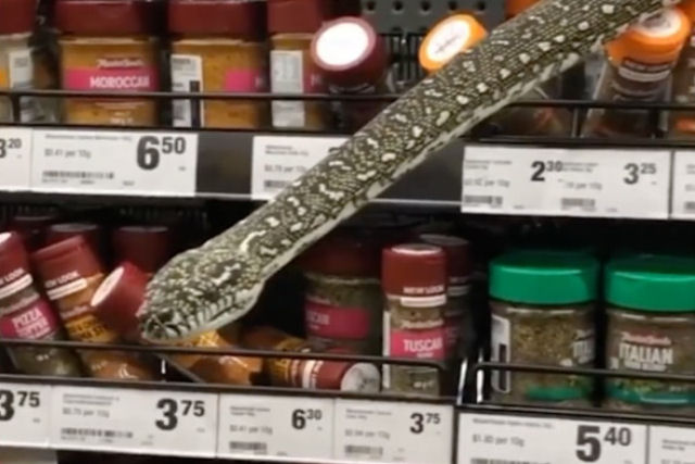 Cobra de 3 metros assusta clientes de um supermercado na Austrália