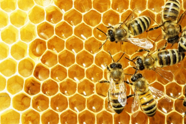 Por que o mel dura para todo o sempre?