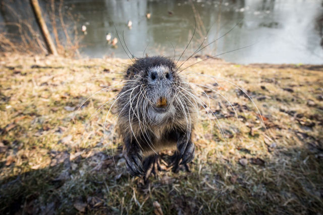 Rato banhado é encontrado no centro de Ibiporã 