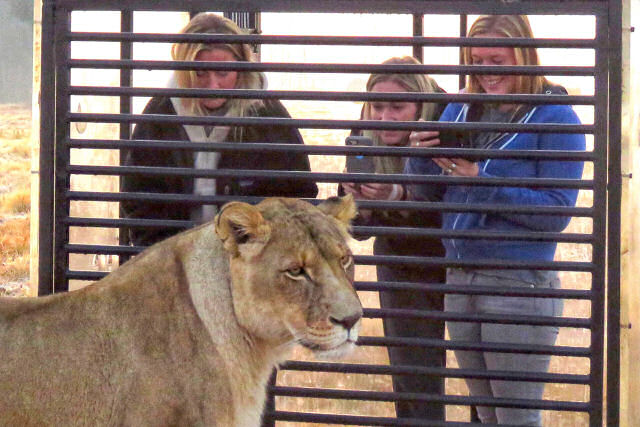 Zoo inverso encerra os visitantes em uma jaula e os leões caminham ao redor