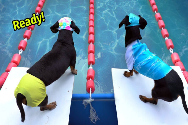 Irmãos dachshund competem uns contra os outros nos adoráveis jogos 'Salsicholímpicas'
