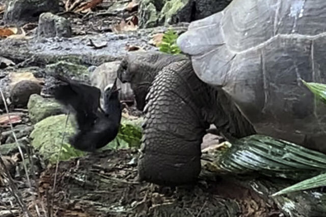 Pesquisadores conseguem gravar como uma tartaruga-gigante mata e come um pássaro