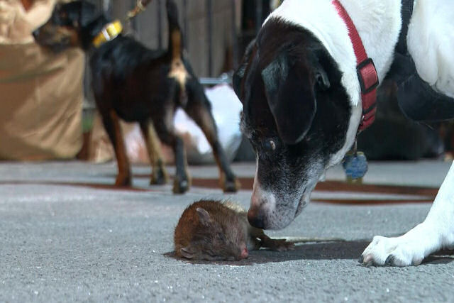 Os nova-iorquinos voluntários que caçam ratos à noite com seus cães