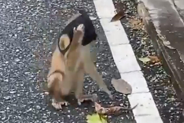 Pequeno macaco que pega uma máscara do chão e coloca 'devidamente' foi visto mais de 2 milhões de vezes