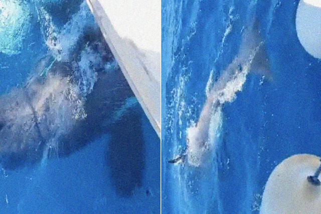 Grupo de orcas investe contra um veleiro na costa da Espanha