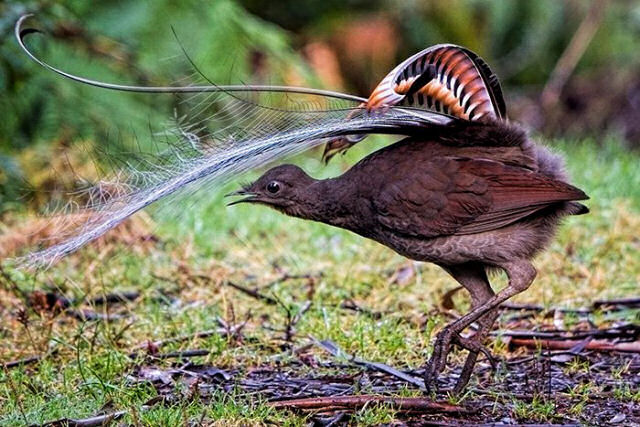 Pássaro de um zoo australiano imita perfeitamente o pranto de um bebê humano