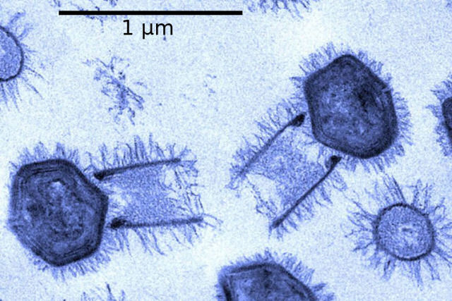 Gírus, o vírus gigante que não deveria existir