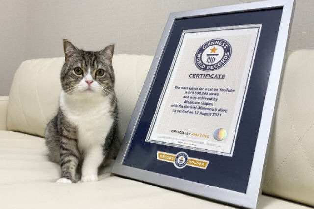 Gato japonês entra no Guinness como o gato mais assistido do YouTube