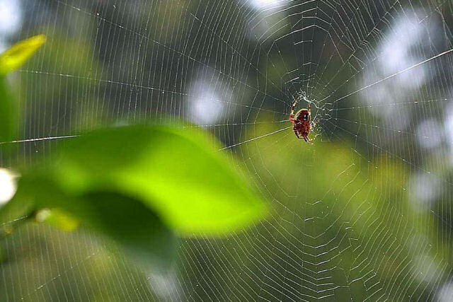 Espetacular time-lapse mostra uma aranha tecendo sua teia
