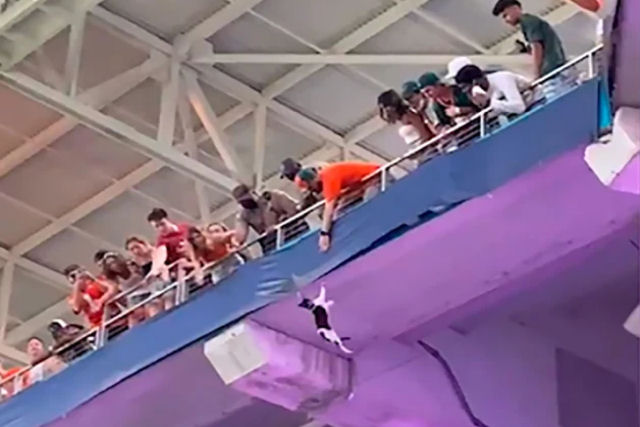Torcedores salvam um gato que ficou pendurado no teto de um estádio nos EUA