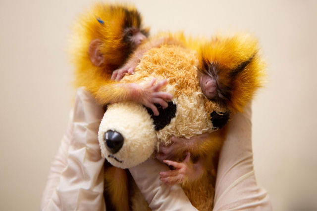 Micos-leões-dourados criados à mão prosperam sob os cuidados do zoo de Auckland