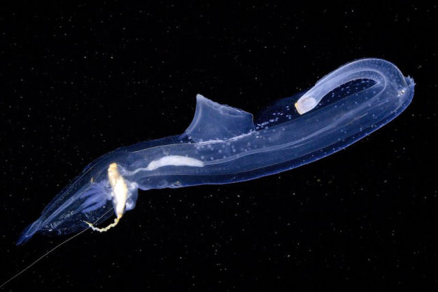 Imagens de criaturas observadas durante um mergulho noturno no Mediterrâneo