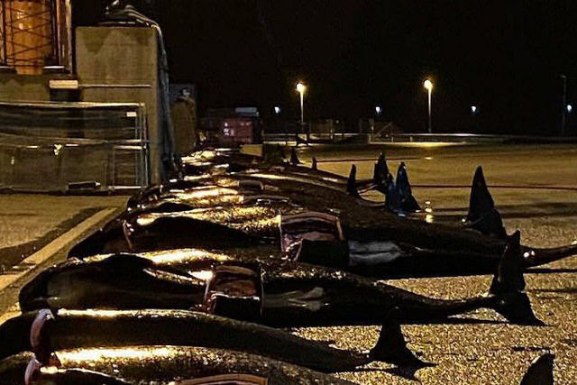 Organização conservacionista denuncia matança de mais de 50 baleias-piloto na Dinamarca