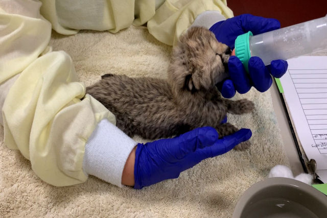 Equipe de zoo americano cria filhote de chita à mão depois que ele foi abandonado