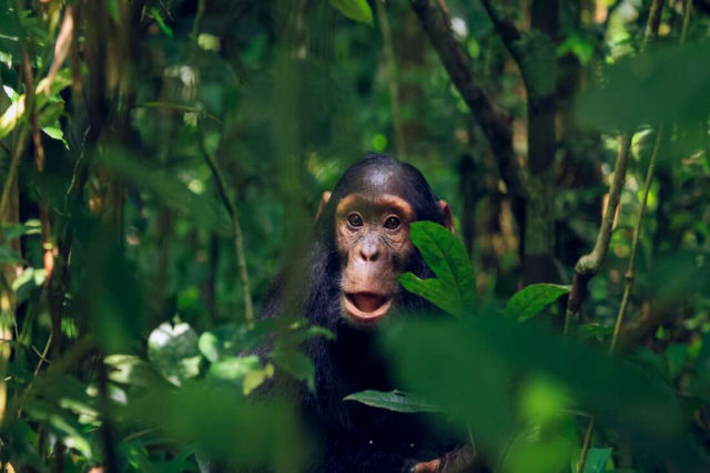 Gravam pela primeira vez um chimpanzé se masturbando com um objeto criado por humanos