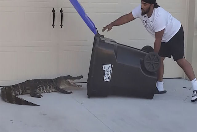 Americano capturou crocodilo com uma lixeira