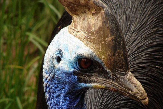Muito antes das galinhas, os humanos criavam a ave mais perigosa do mundo