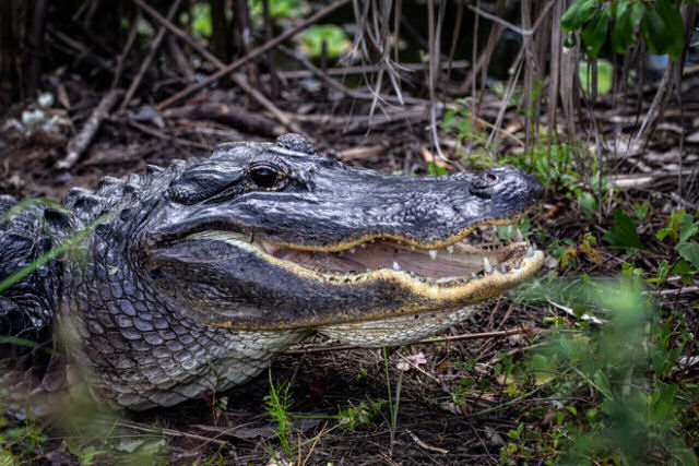 Enorme crocodilo canibal come outro de quase dois metros
