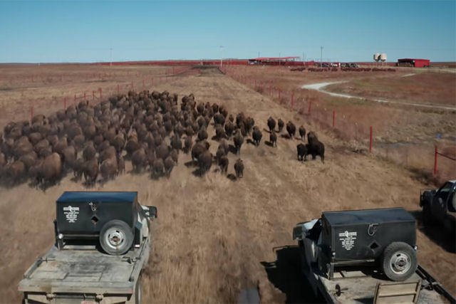 Como o bisão ajuda a lutar contra as mudanças climáticas?