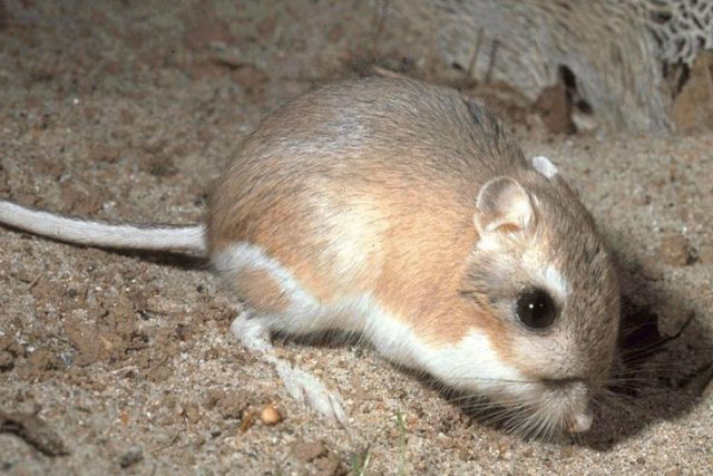 Ratos-canguru são ninjas peludos com molas nas patas