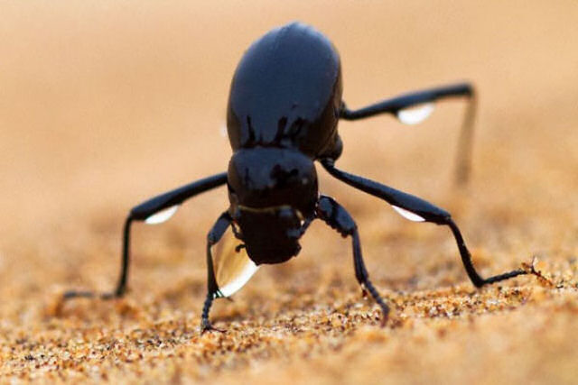 Besouros do deserto do Namibe podem nos ajudar a resolver nossos problemas de seca?