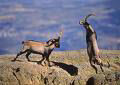 Cabra hispânica, primeira clonagem de um animal extinto