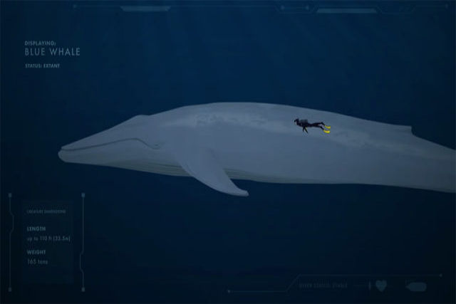 As reveladoras comparações de tamanhos de criaturas marinhas