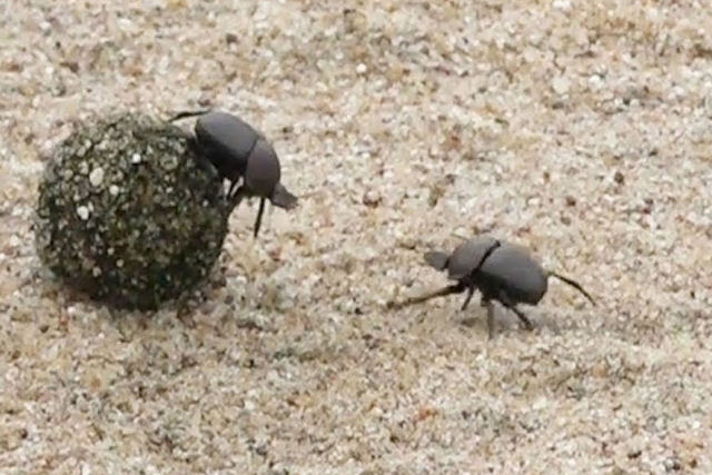 A batalha encarniçada de dois besouros-rola-bosta