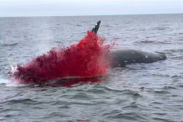 Carcaça de baleia em decomposição explode quando um barco se aproxima