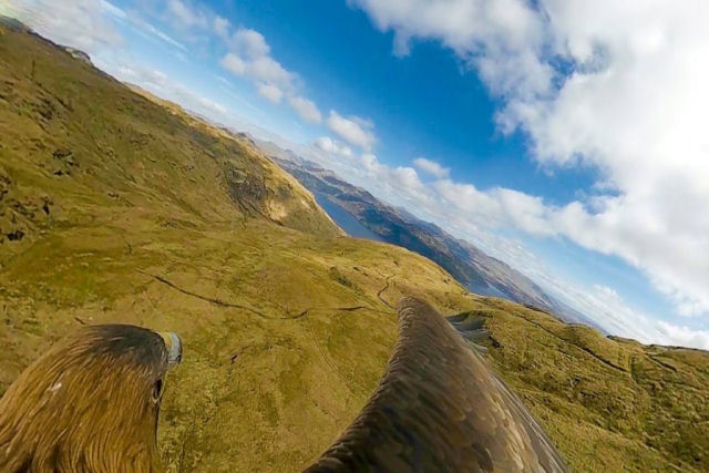 Águia-real com câmera no lombo voa acima das Terras Altas da Escócia