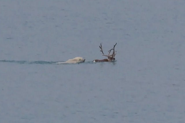 Capturam pela primeira vez em vídeo uma ursa-polar caçando e comendo uma rena