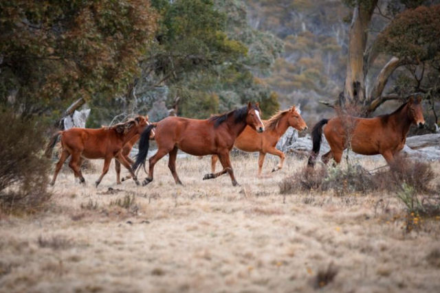 Austrália matará 10.000 cavalos selvagens, mas os cientistas advertem que não é suficiente