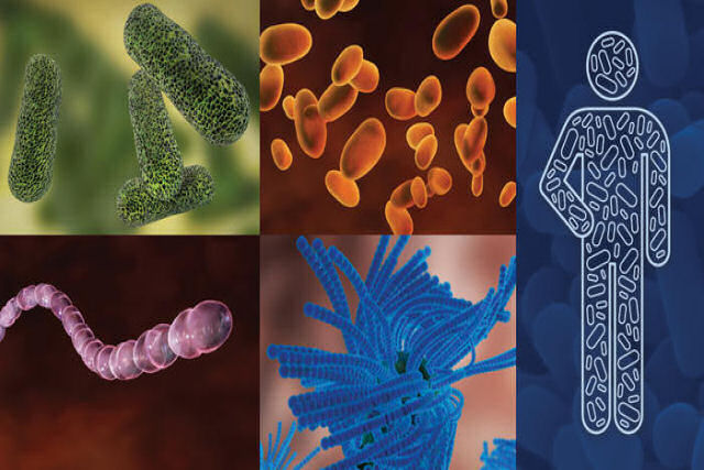 Microbioma humano: seu corpo é um ecossistema