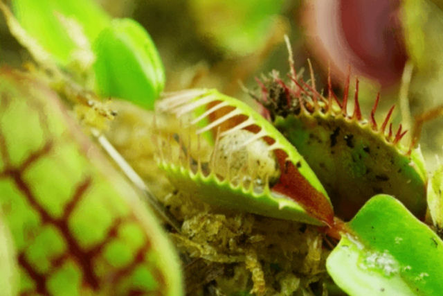 Vida e morte se encontram em um impressionante time-lapse em macro de plantas carnívoras e suas presas