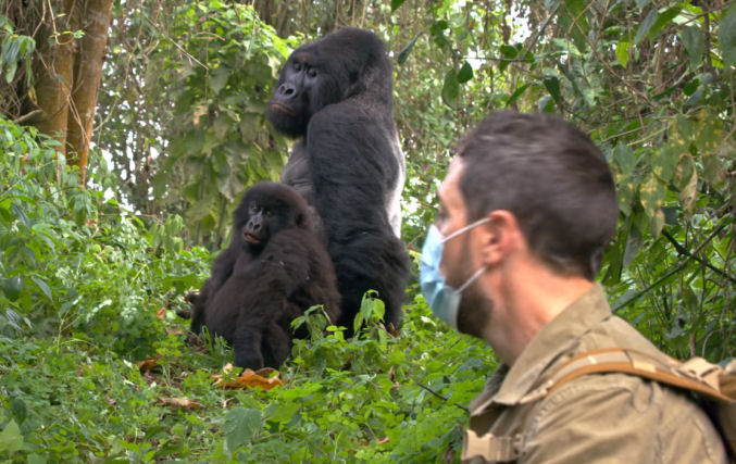 Documentário mostra repórter cara a cara com o maior gorila do Congo!