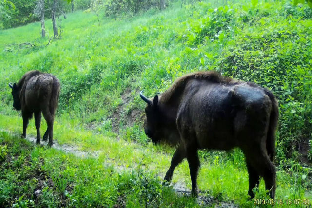 Resgatado da extinção, os bisões redescobrem as montanhas da Romênia