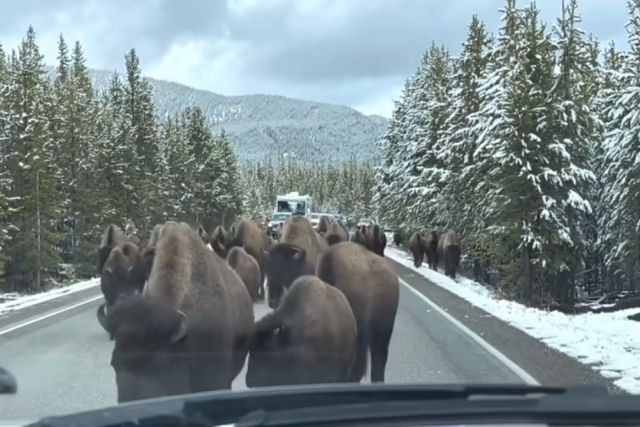 A debandada de bisões mais lenta do mundo