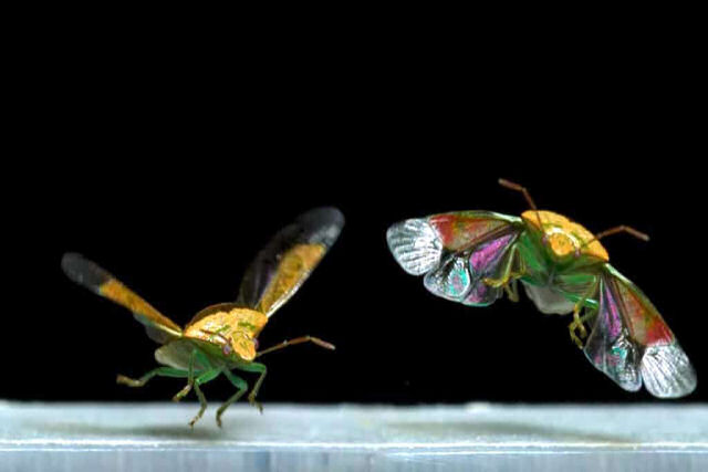 Vídeos lindamente detalhados de insetos alçando voo
