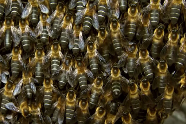 O curioso comportamento das abelhas cintilantes que produzem mel-de-maluco