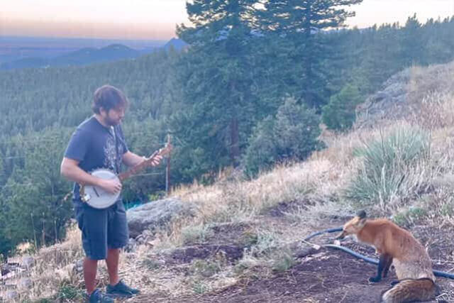 Homem toca banjo para uma raposa atenta que volta para um bis