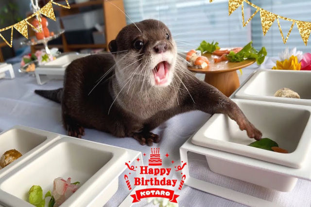 Lontra de estimação comemora seu aniversário com um buffet selecionado de suas comidas favoritas