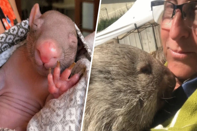 Australianas afetuosas criam bebês vombates órfãos até que possam ser libertados na natureza